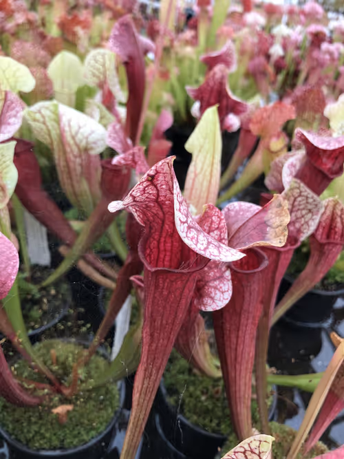 09. The cultivar Sarracenia 'Eva'