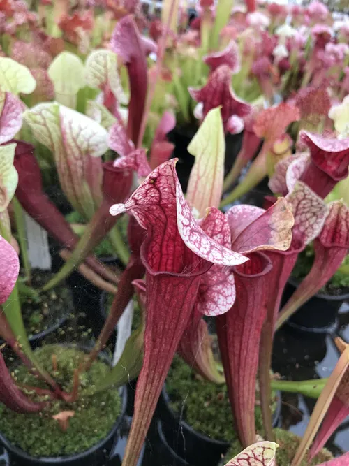 09. The cultivar Sarracenia "Eva".