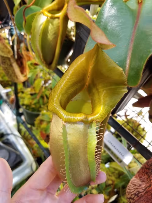 1. Nepenthes veitchii 'Batu Lawi' from Wistuba, grown by Francis Bauzon
