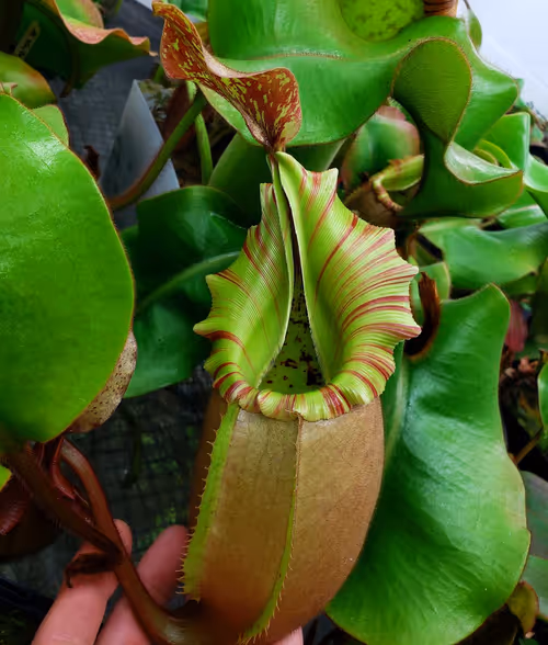 1. Nepenthes veitchii (k), an Exotica Plants grex, grown by Mike Fallen
