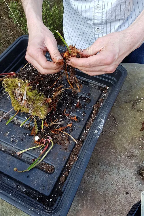 1. Splitting off pieces of the rhizome.