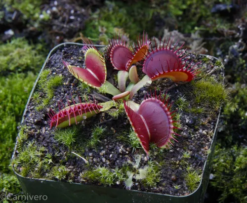 1. The Venus flytrap, Dionaea muscipula "B52".