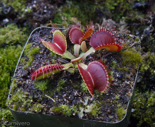 1. The Venus flytrap, Dionaea muscipula "B52"