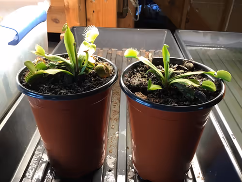 1. Venus flytrap flower stems, ready to snip