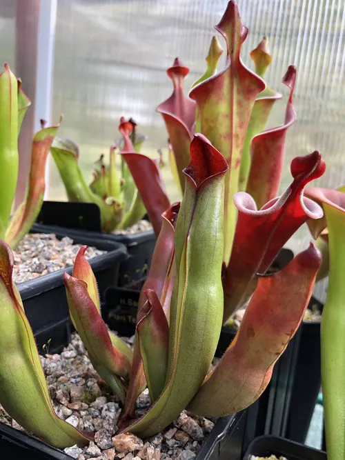 10 Heliamphora sarracenioides