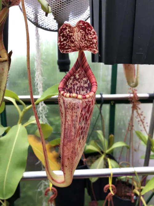 10 Nepenthes glandulifera x burbidgeae BE