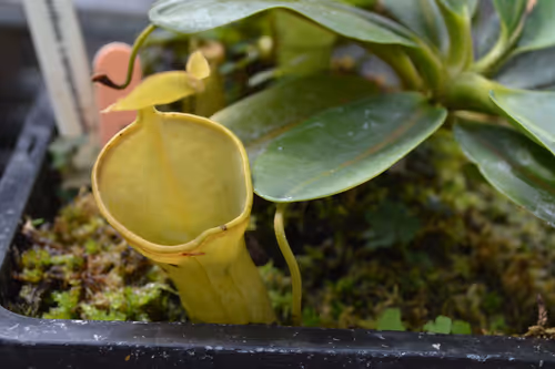 10. A young Nepenthes campanulata
