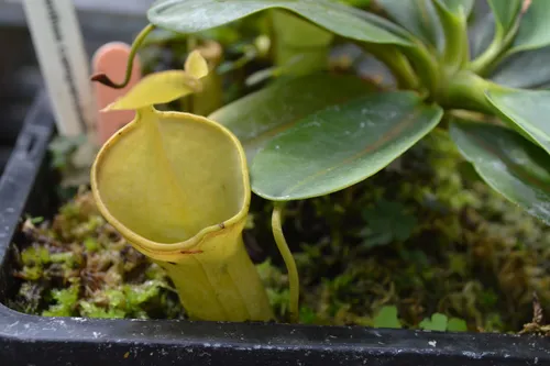 10. A young Nepenthes campanulata
