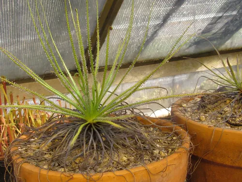 10. Drosophyllum (the dewy pine) at Meadowview