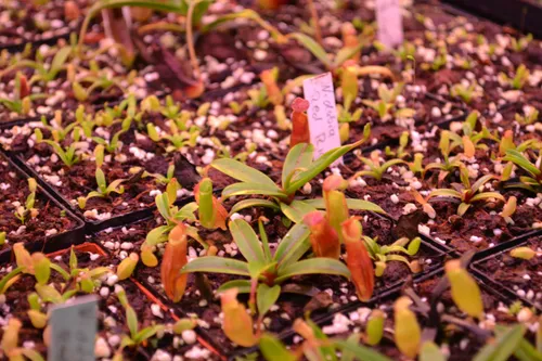 10. N. dubia seedlings. Chris said that all were sown at the same time, even the notably larger plants.