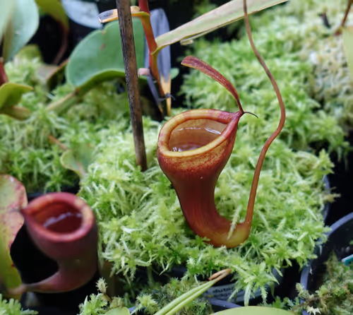 10. Nepenthes dubia x jamban