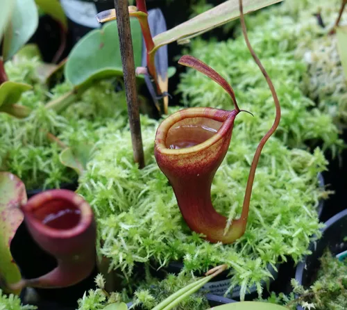 10. Nepenthes dubia x jamban