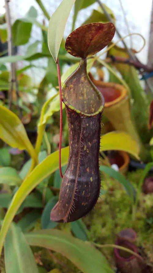 10. Nepenthes muluensis