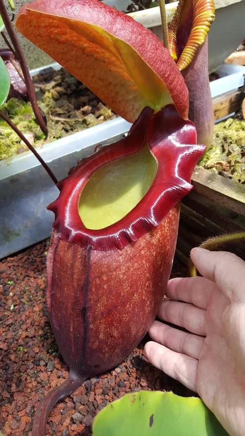 10. Nepenthes rajah