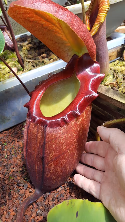 10. Nepenthes rajah