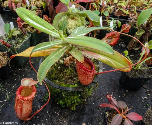 10. Nepenthes sibuyanensis, variegated specimen.