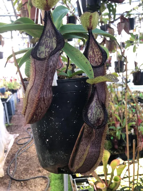 10. Nepenthes singalana x hamata