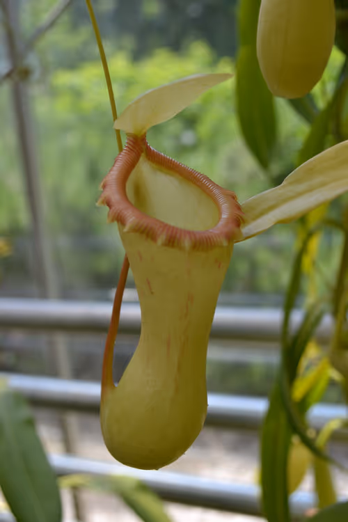 10. Nepenthes ventricosa 'porcelain'