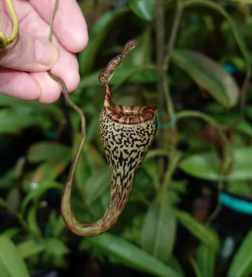 10. Nepenthes vogelii, type specimen