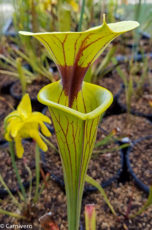 10. Sarracenia flava var ornata ('Black Veins' x 'PG Gulf Coast')
