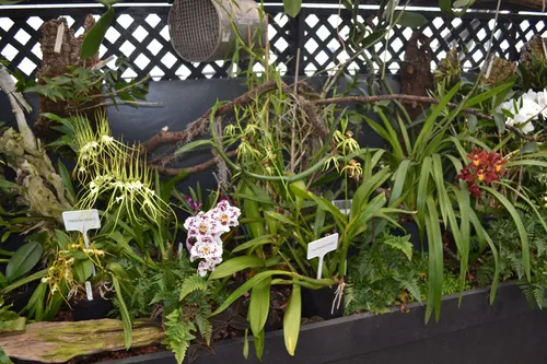 10. The orchid display