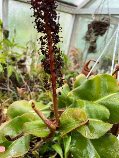10. This male was working on two inflorescences