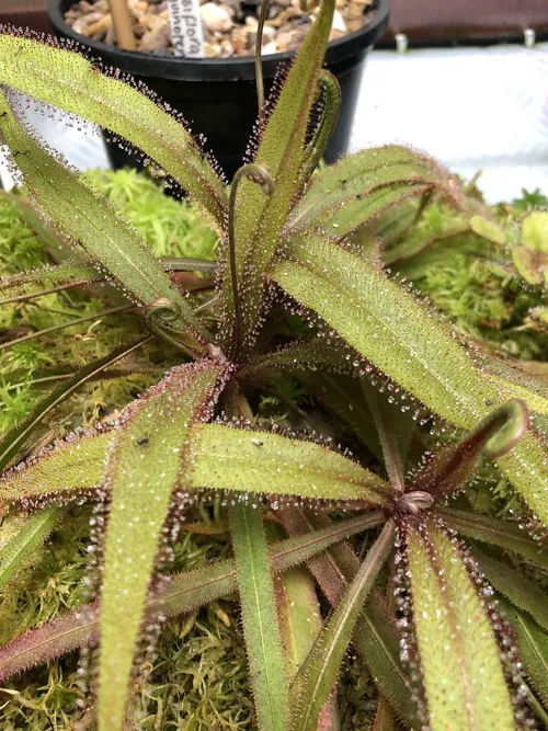 11 Drosera adelae