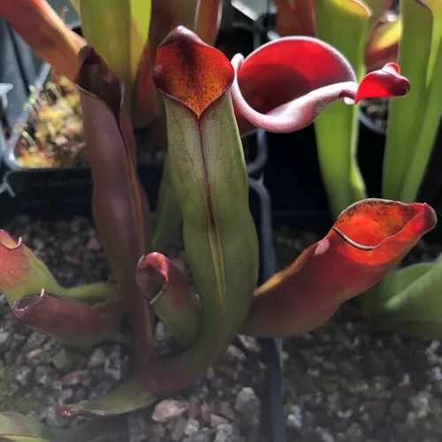 11 Heliamphora sarracenioides