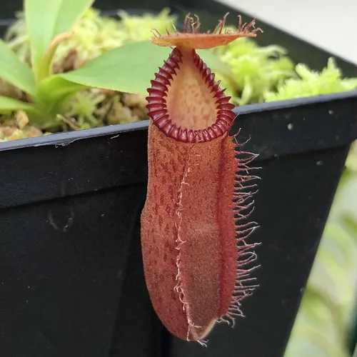 11 Nepenthes hamata x edwardsiana