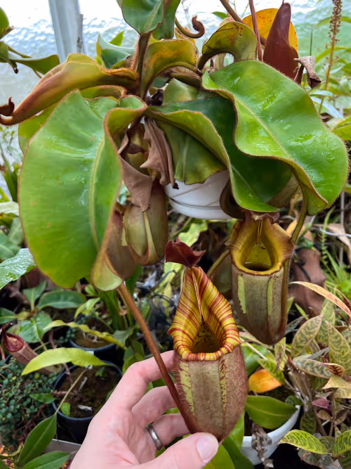 11. Another N. veitchii. With many past greges now flowering, tracking breeding designations has become more complex