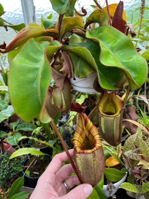 11. Another N. veitchii. With many past greges now flowering, tracking breeding designations has become more complex