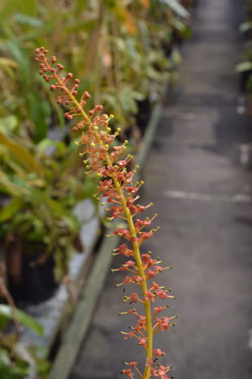 11. As in the highland house, dozens of plants were flowering at once. Given the sheer size of the collection, only very specific plants are prioritized for pollination and seed collection