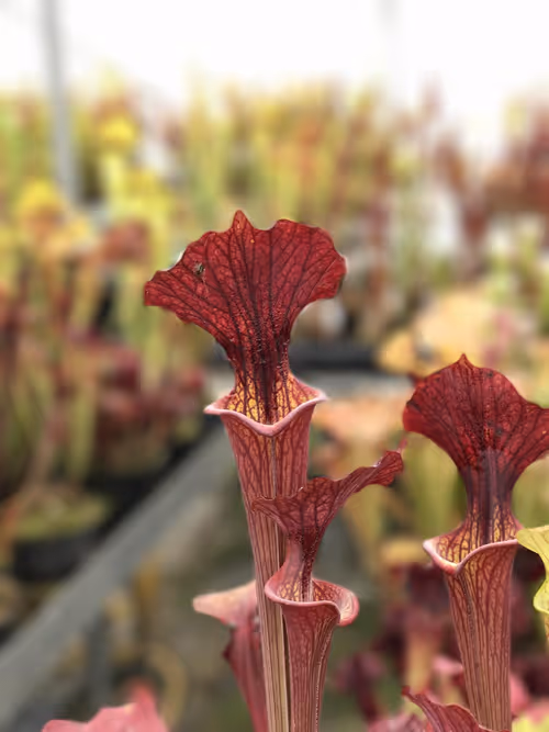 11. Couldn't find a label on this one, but I loved it. I think it's an S. x moorei cross (i.e. S. flava x S. leucophylla)