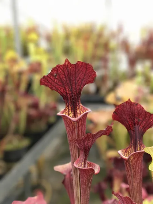 11. Couldn"t find a label on this one, but I loved it. I think it"s an S. x moorei cross (i.e. S. flava x S. leucophylla)