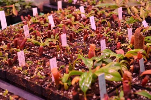 11. N. lowii and N. macrophylla seedlings.