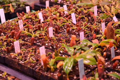 11. N. lowii and N. macrophylla seedlings