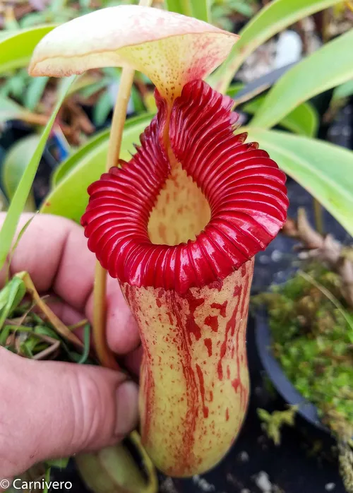 11. Nepenthes (ventricosa x sibuyanensis) x {[ventricosa x (spathulata x lowii)] x trusmadiensis}.