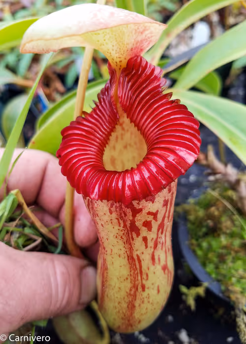 11. Nepenthes (ventricosa x sibuyanensis) x {[ventricosa x (spathulata x lowii)] x trusmadiensis}