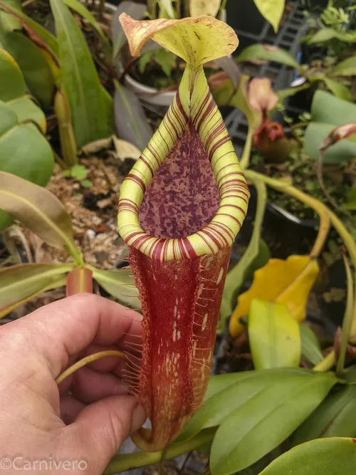 11. Nepenthes "Kohala Hapuna".