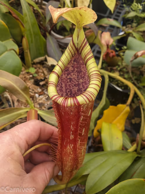 11. Nepenthes "Kohala Hapuna"