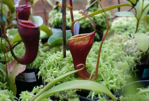 11. Nepenthes dubia x jamban