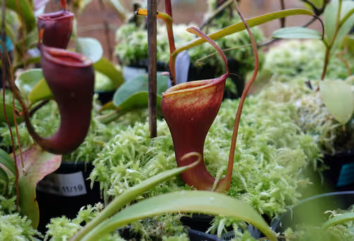 11. Nepenthes dubia x jamban