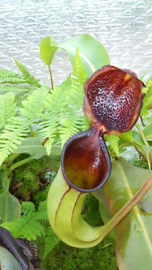 11. Nepenthes ephippiata