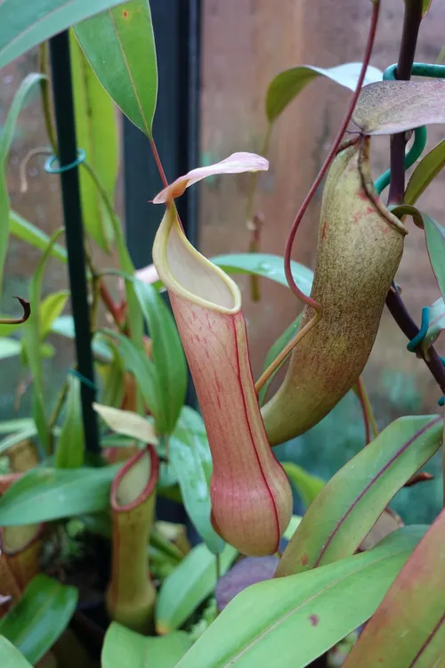 11. Nepenthes graciliflora