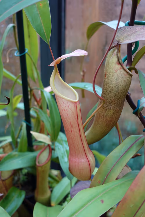 11. Nepenthes graciliflora