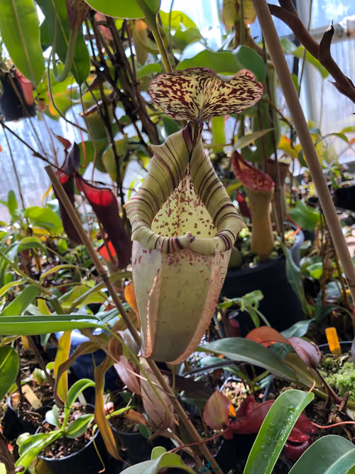 11. Nepenthes veitchii 'HL' x burbidgeae (EP)