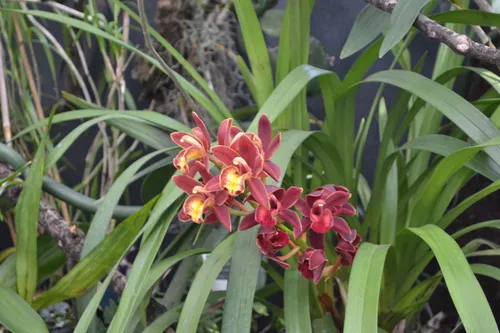 11. Orchids flowering