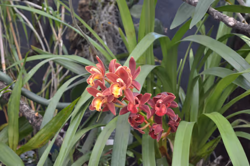 11. Orchids flowering