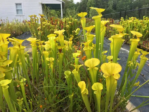 11. Sarracenia flava at Meadowview