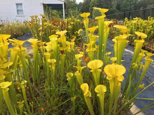 11. Sarracenia flava at Meadowview
